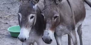 Notícia em destaque