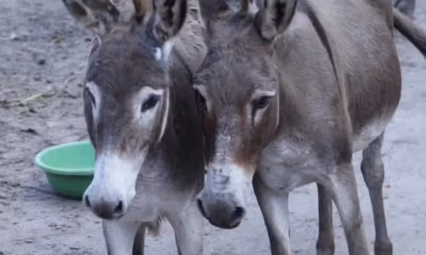 Justiça Federal aponta maus-tratos e proíbe abate de jumentos na Bahia